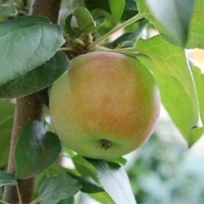 Яблоня ПОДСНЕЖНИК стелющаяся  Яблоня ПОДСНЕЖНИК стелющаяся в Грозном