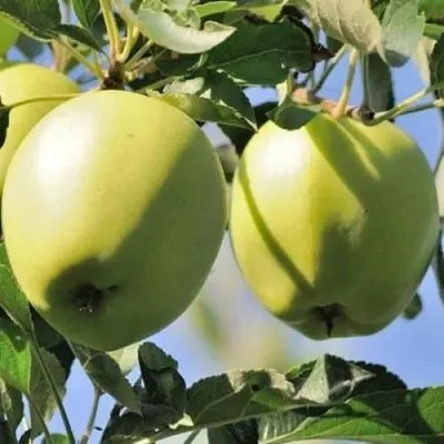 Яблоня САХАРНАЯ  Яблоня САХАРНАЯ в Грозном