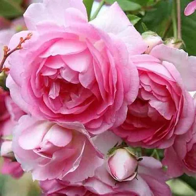 Саженцы роз ЖАСМИНА плетистая  Саженцы роз ЖАСМИНА плетистая в Грозном