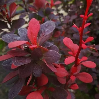 Барбарис РЕД ПИЛЛАР тунберга в Грозном