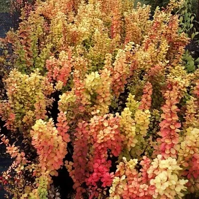 Барбарис САММЕР САНСЕТ тунберга в Грозном