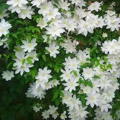 Клематис ТОКИ  Клематис ТОКИ в Грозном