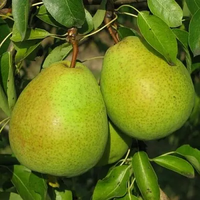 Груша НАЙТ-ВЕРТ колонновидная  Груша НАЙТ-ВЕРТ колонновидная в Грозном