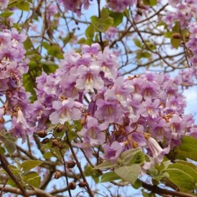 Павлония ПАО ТОГН Z07 — описание сорта Павлония ПАО ТОГН Z07 в Грозном