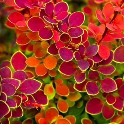 Барбарис ОРАНЖ САНРАЙЗ тунберга в Грозном