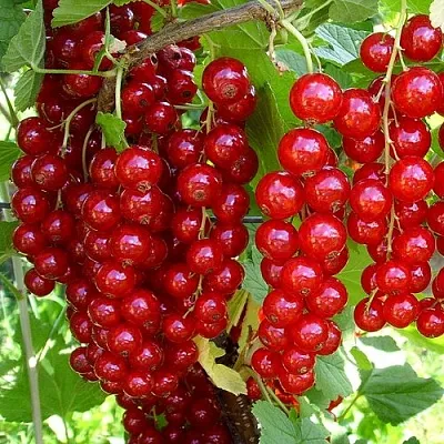 Смородина красная ЙОНКЕР ВАН ТЕТС  Смородина красная ЙОНКЕР ВАН ТЕТС в Грозном