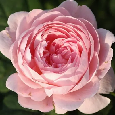 Саженцы роз КУИН ОФ СУИДЕН английская  Саженцы роз КУИН ОФ СУИДЕН английская в Грозном