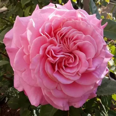 Саженцы роз ЭШЛИ чайно-гибридная — описание сорта Саженцы роз ЭШЛИ чайно-гибридная в Грозном