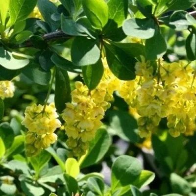 Барбарис ИНДИАН САММЕР   Барбарис ИНДИАН САММЕР  в Грозном