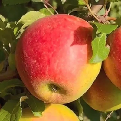 Яблоня САКАВИТА  Яблоня САКАВИТА в Грозном