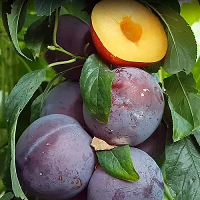 НЕКТАПРИУМ  НЕКТАПРИУМ в Грозном