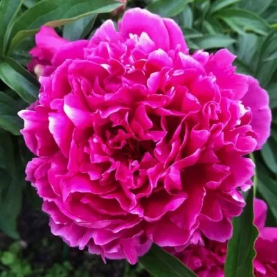 Пион КАРЛ РОЗЕНФЕЛЬД травянистый в Грозном