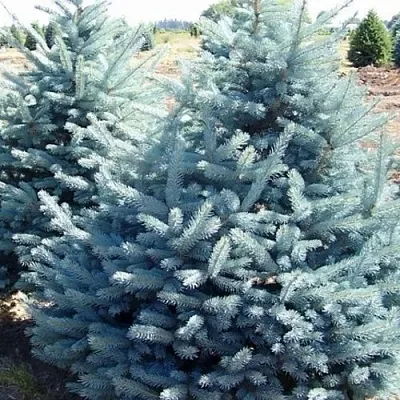 Ель ГЛАУКА колючая  Ель ГЛАУКА колючая в Грозном