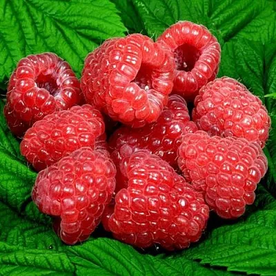 Саженцы малины оптом Саженцы малины оптом в Грозном