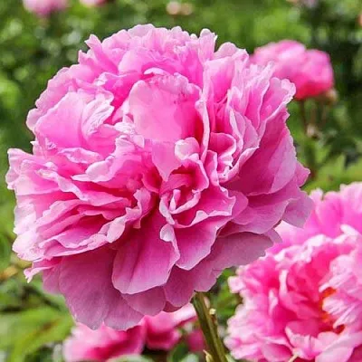 Пион АЛЕКСАНДР ФЛЕМИНГ травянистый  Пион АЛЕКСАНДР ФЛЕМИНГ травянистый в Грозном