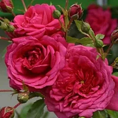 Саженцы роз ЛАГУНА плетистая  Саженцы роз ЛАГУНА плетистая в Грозном