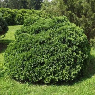 Туя УМБРАКУЛИФЕРА западная — описание сорта Туя УМБРАКУЛИФЕРА западная в Грозном