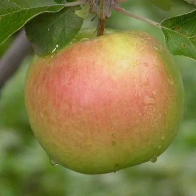 Яблоня БРЯНСКОЕ ЗОЛОТИСТОЕ  Яблоня БРЯНСКОЕ ЗОЛОТИСТОЕ в Грозном