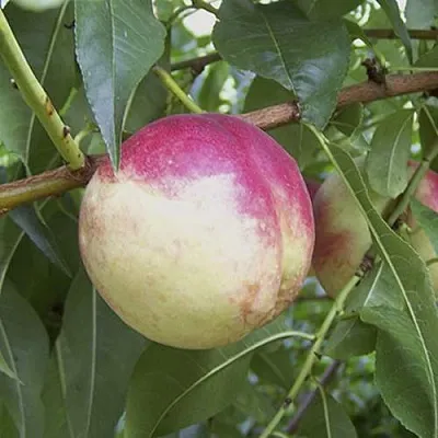 ПИЧЕРИН  ПИЧЕРИН в Грозном