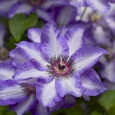 Клематис МОНИНГ СКАЙ  Клематис МОНИНГ СКАЙ в Грозном