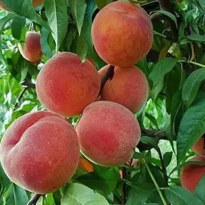 Персик САНКРЕСТ  Персик САНКРЕСТ в Грозном