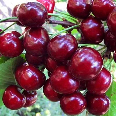 Вишня ЖУКОВСКАЯ  Вишня ЖУКОВСКАЯ в Грозном