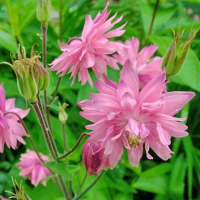 Аквилегия БАРЛОУ ПИНК гибрид МакКаны — описание сорта Аквилегия БАРЛОУ ПИНК гибрид МакКаны в Грозном