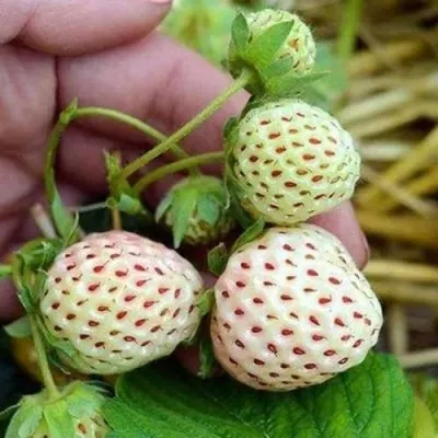 Клубника АНАНАСА ремонтантная — описание сорта Клубника АНАНАСА ремонтантная в Грозном