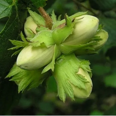 Фундук ТАМБОВСКИЙ ПОЗДНИЙ  Фундук ТАМБОВСКИЙ ПОЗДНИЙ в Грозном