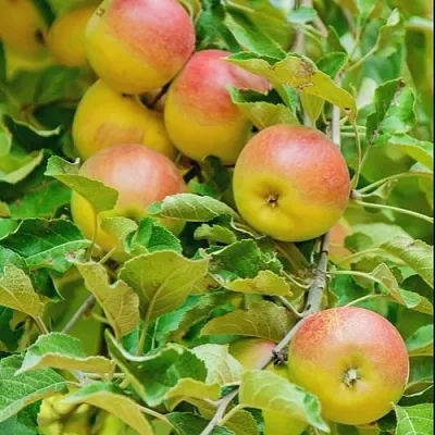Яблоня ПАМЯТЬ БЛЫНСКОГО колонновидная  Яблоня ПАМЯТЬ БЛЫНСКОГО колонновидная в Грозном