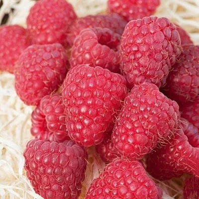 Малина МАРАСТАР  Малина МАРАСТАР в Грозном