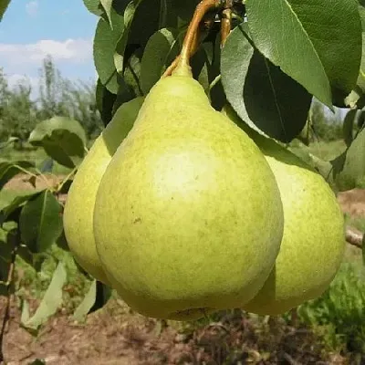 Груша МЕДОВАЯ колонновидная  Груша Медовая Колонновидная в Грозном