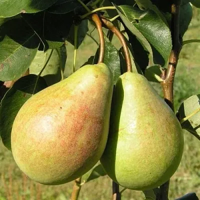 Груша ДУХМЯНАЯ  Груша ДУХМЯНАЯ в Грозном