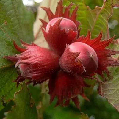 Фундук МОСКОВСКИЙ РУБИН  Фундук МОСКОВСКИЙ РУБИН в Грозном