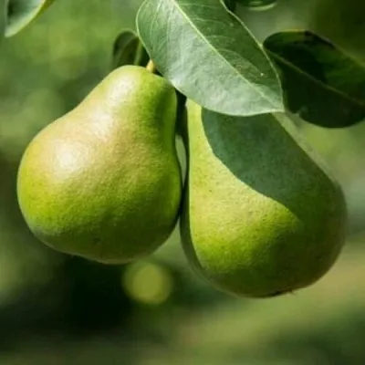 Груша Г-1 колонновидная  Груша Г-1 колонновидная в Грозном