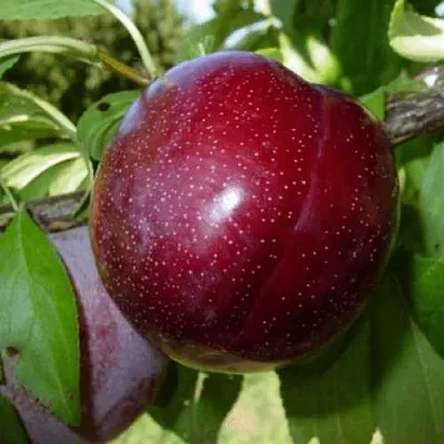 ШАРАФУГА  ШАРАФУГА в Грозном