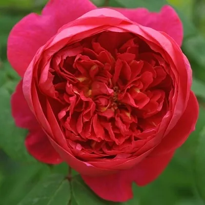 Саженцы роз БЕНДЖАМИН БРИТТЕН шраб  Саженцы роз БЕНДЖАМИН БРИТТЕН шраб в Грозном