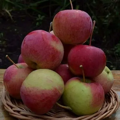 Яблоня РОДНИКОВАЯ  Яблоня РОДНИКОВАЯ в Грозном