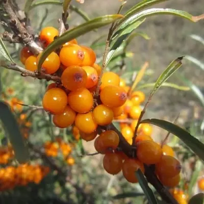Облепиха СУДАРУШКА в Грозном