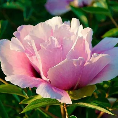 Пион ВРАТА ХРАМА древовидный   Пион ВРАТА ХРАМА древовидный  в Грозном