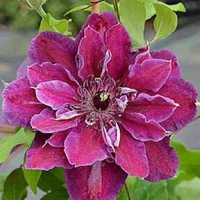 Клематис МАЙ БЬЮТИ  Клематис МАЙ БЬЮТИ в Грозном