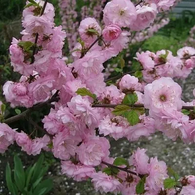 Миндаль ТРЁХЛОПАСТНЫЙ (луизеания)  Миндаль ТРЁХЛОПАСТНЫЙ (луизеания) в Грозном