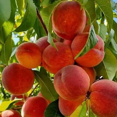 Персик ПОСОЛ МИРА  Персик ПОСОЛ МИРА в Грозном