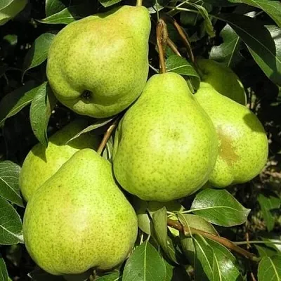 Груша АВГУСТОВСКАЯ РОСА  Груша АВГУСТОВСКАЯ РОСА в Грозном