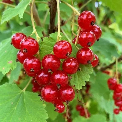 Смородина красная МААРСЕС ПРОМИНЕНТ  Смородина красная МААРСЕС ПРОМИНЕНТ в Грозном