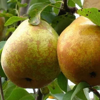 Груша БЕЛОРУСКА  Груша БЕЛОРУСКА в Грозном