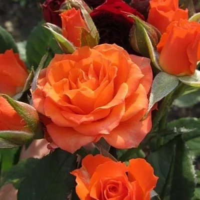 Саженцы роз АЛЕГРИЯ спрей  Саженцы роз АЛЕГРИЯ спрей в Грозном