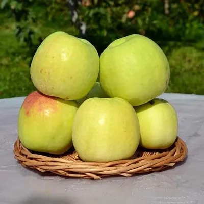 Яблоня БИРСКОЕ ГРУШЕВОЕ (БИЧИК)  Яблоня БИРСКОЕ ГРУШЕВОЕ (БИЧИК) в Грозном