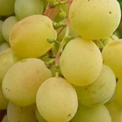 Виноград ТАЛИСМАН в Грозном