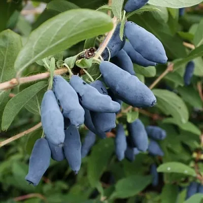 Жимолость съедобная ТОМИ японская в Грозном